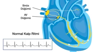 Kalp Nasıl Çalışır