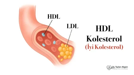 HDL Kolesterol (iyi kolesterol)
