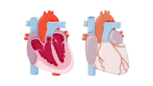 Ejeksiyon Fraksiyonu